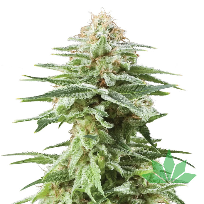 Royal Queen Seeds - White Widow - Feminsiert - 3 Seeds – Ansicht 2
