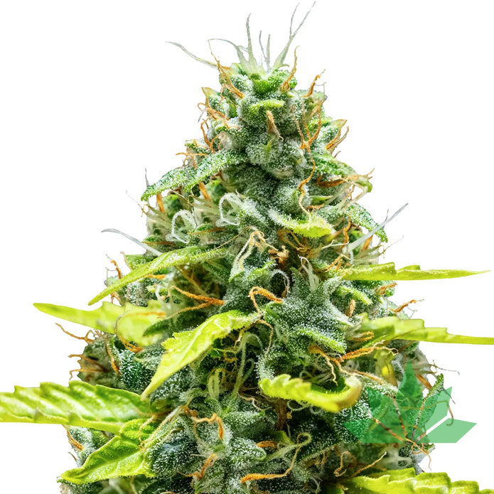 Royal Queen Seeds - Royal Runtz - Automatic - 3 Seeds – Ansicht 2