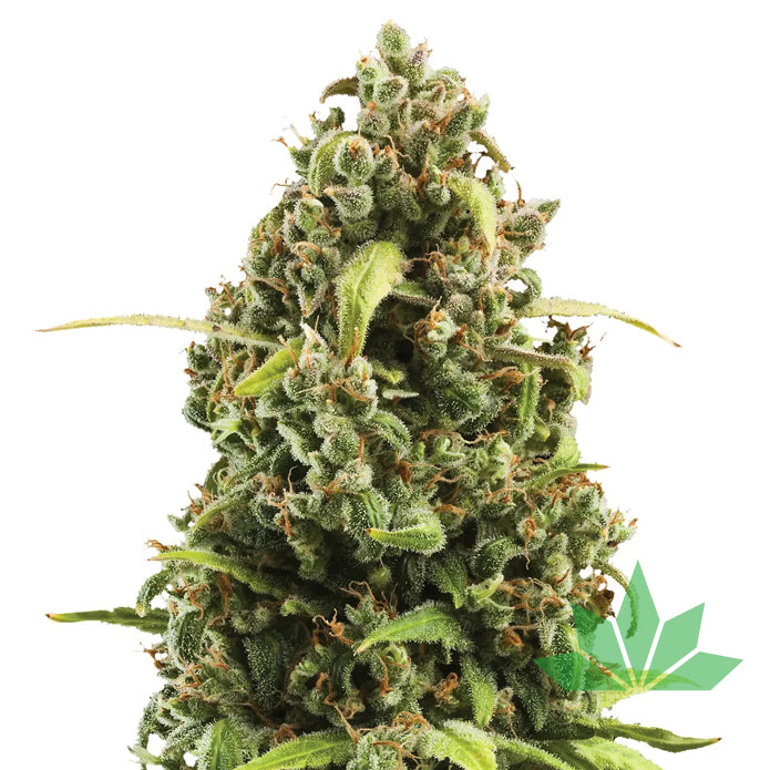 Royal Queen Seeds - Diesel - Automatic - 3 Seeds – Ansicht 2