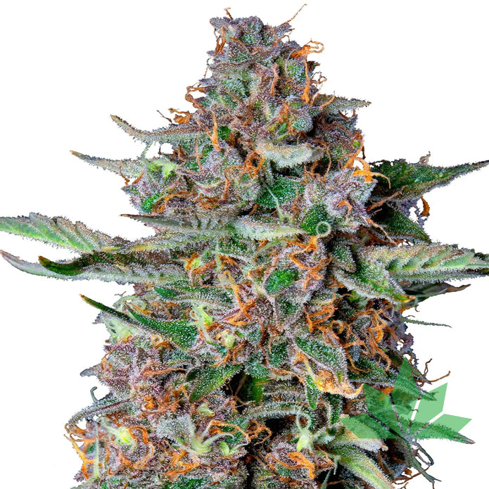Royal Queen Seeds - Do si dos - Automatic - 3 Seeds – Ansicht 2