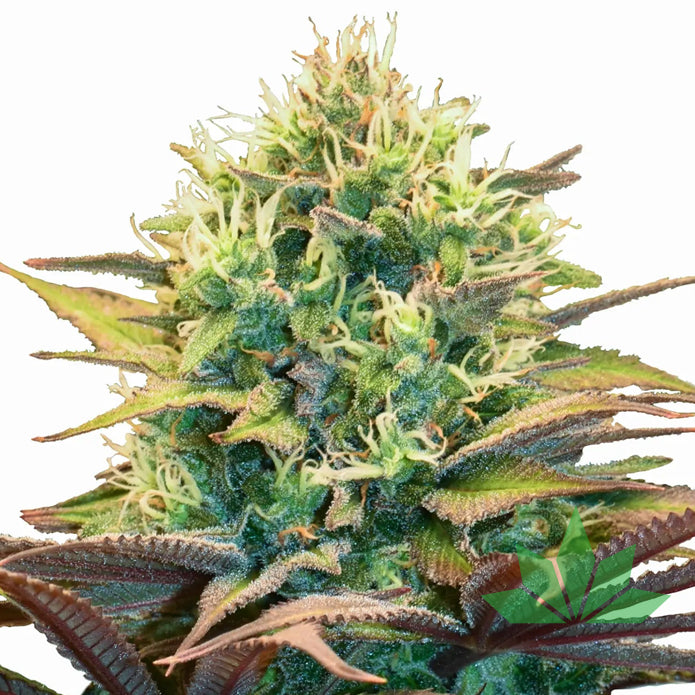 Royal Queen Seeds -PINEAPPLE KUSH - Feminsiert - 3 Seeds – Ansicht 2