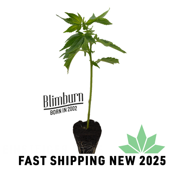 Rainbow Sherbet #11 Steckling ( Doja ) - FAST SHIPPING