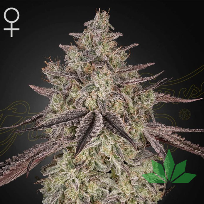 Green House Seed - Skywalker - Automatic - 3 Seeds