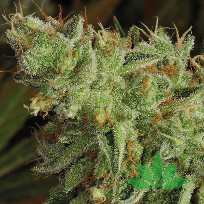 Sour Apple – Anesia Seeds | FEM. 3