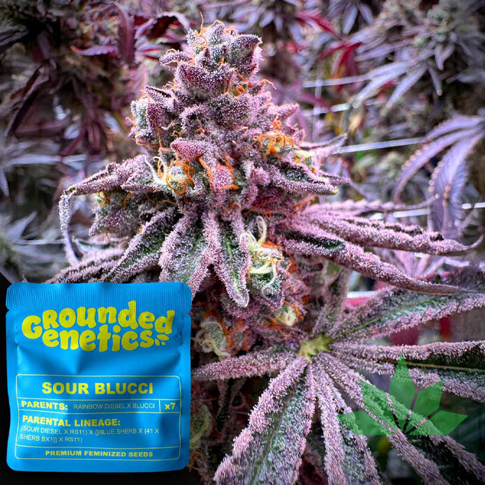 GROUNDED GENETICS - Sour Blucci 7Stk. Fem.