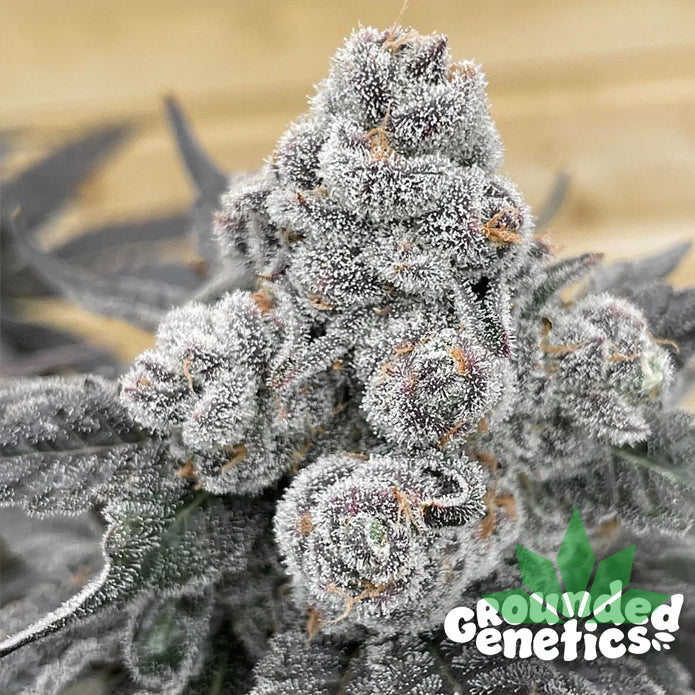 GROUNDED GENETICS - STRAWBERRY GUMMYS 7Stk. Fem. – Ansicht 2