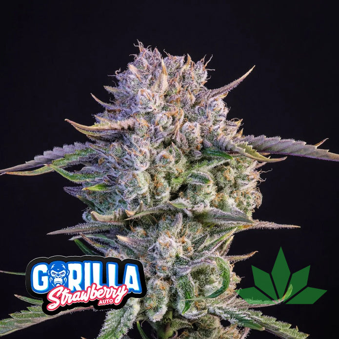 Strawberry Gorilla - Automatic Fem 3St.