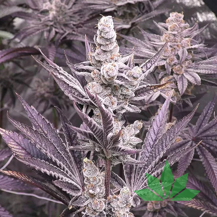 Lil Sumpin Sumpin – Solfire Seeds | FEM. 6