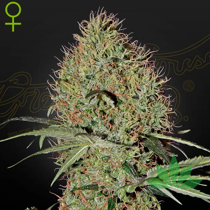 Green House Seed - Super Bud - Automatic - 3 Seeds