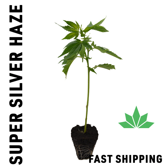 Super Silver Haze Steckling - FAST SHIPPING