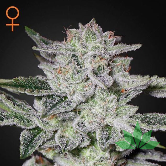 Green House Seed - Sweet Valley Kush - 3 Seeds Fem.