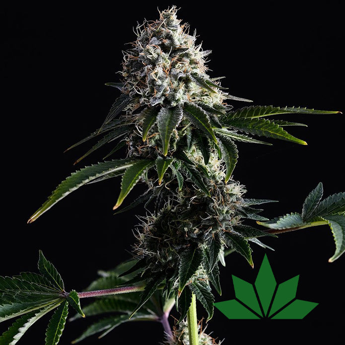 Swiss Dream CBD – Kannabia | FEM. 3