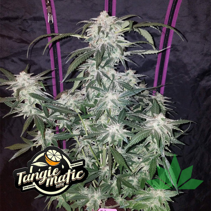 Fast Buds Tangie - Automatic Fem 3St.