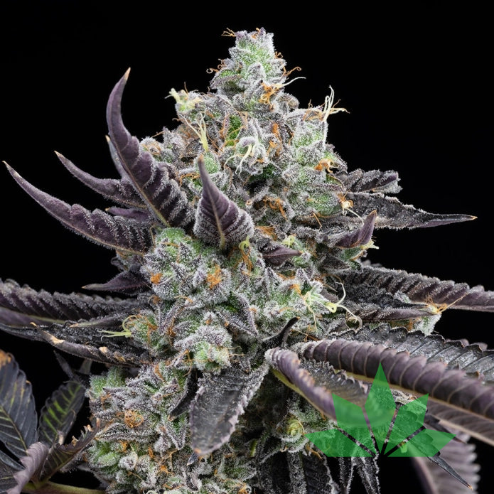 Tie Dye – Cookies Seeds | FEM. 3