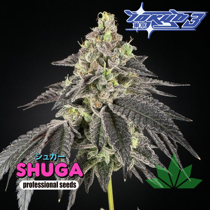 Tokyo 3 – Shuga Seeds 5 Stk. Fem.