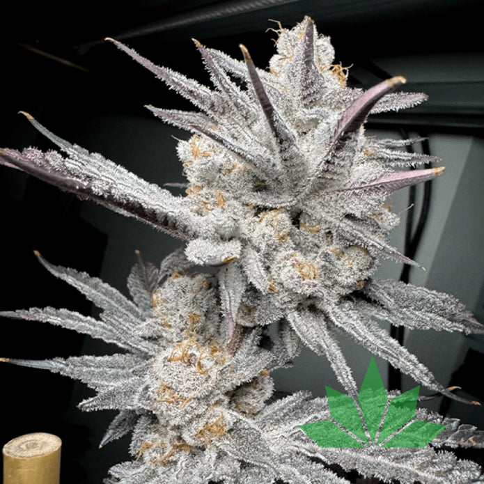 Trich Beast – Solfire Seeds | FEM. 6
