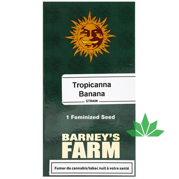 Barney's Farm -  TROPICANNA BANANA    - Feminsiert - 3 Seeds