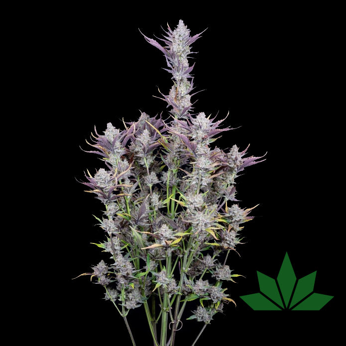 Fast Buds Wedding Glue - Automatic Fem 3St.