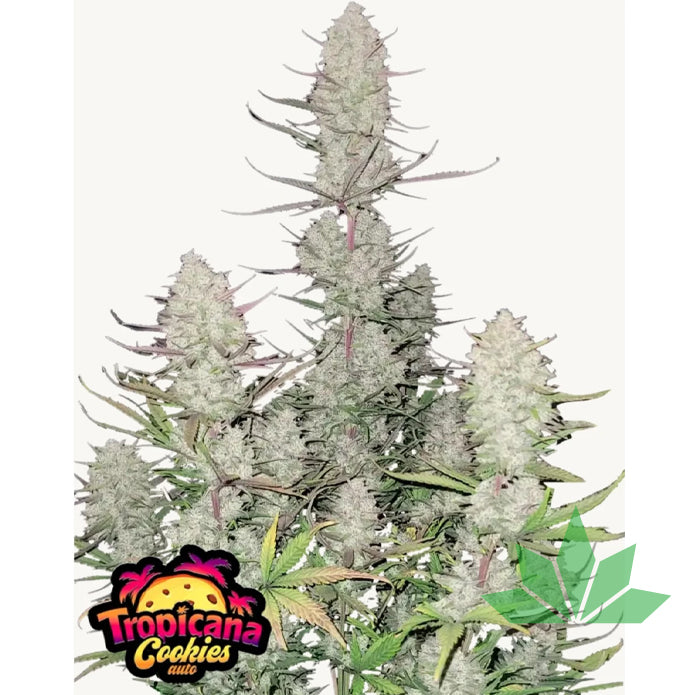 Fast Buds Tropicana Cookies - Automatic Fem 3St.