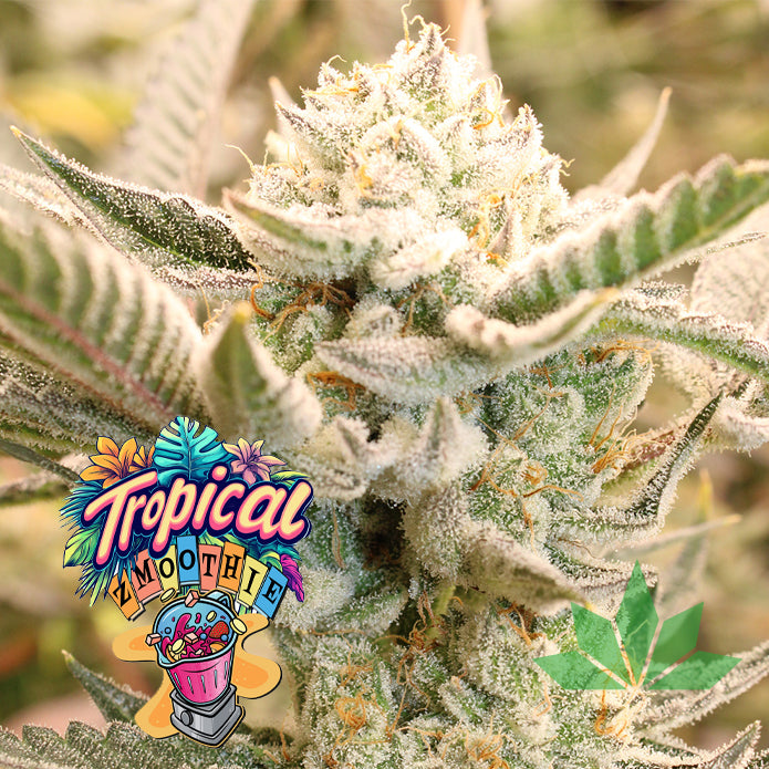 Terphogz - TROPICAL ZMOOTHIE - Regular - 10 Seeds
