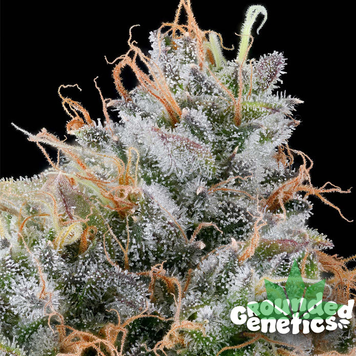 GROUNDED GENETICS - Ultraviolet Sherb 7Stk. Fem. – Ansicht 2
