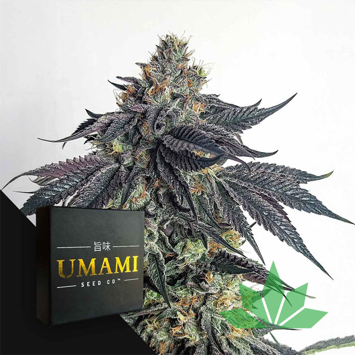 Purple Limeade (6 Samen | Feminisiert) - Umami Seeds