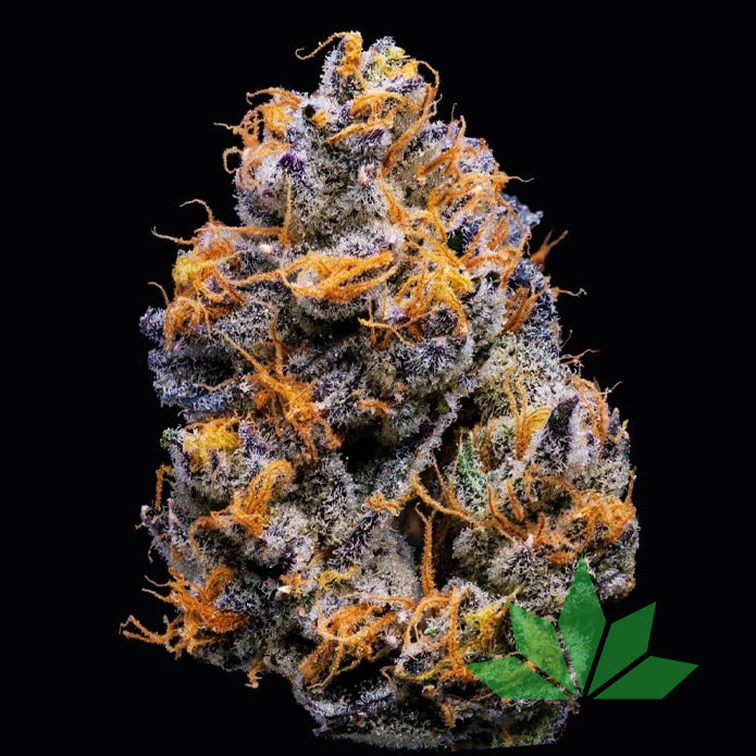 Velvet Cream – Cookies Seeds | FEM. 3