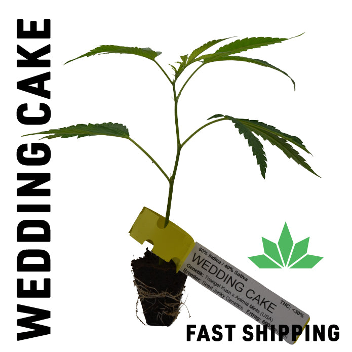 WEDDING CAKE Steckling- FAST SHIPPING