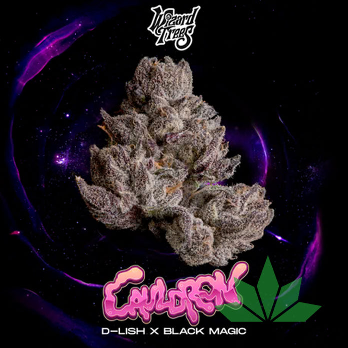 Wizard Trees - Cauldron / Black Magic 3 Samen | Feminisiert