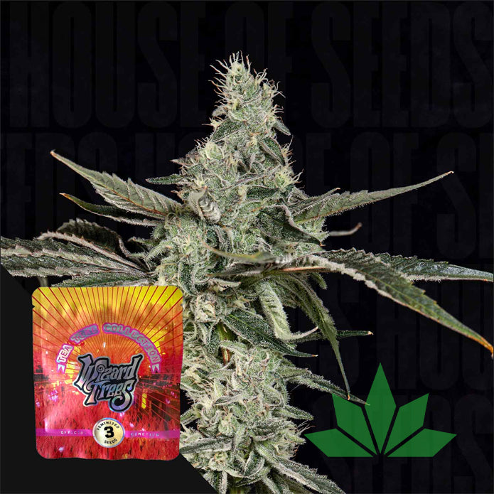 Wizard Trees – London Fog | 3 Feminisierte Samen