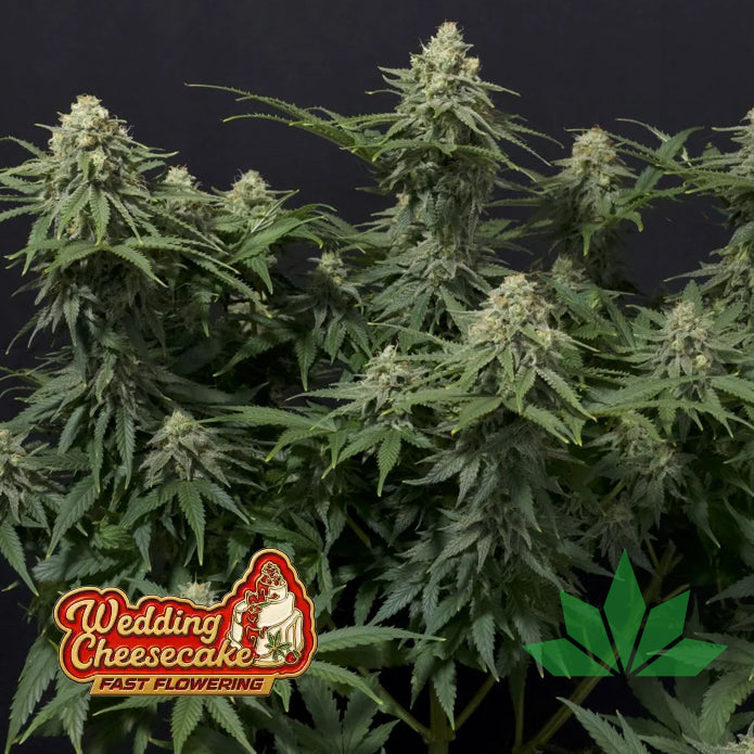 Wedding Cheesecake FF - Fem 3St.