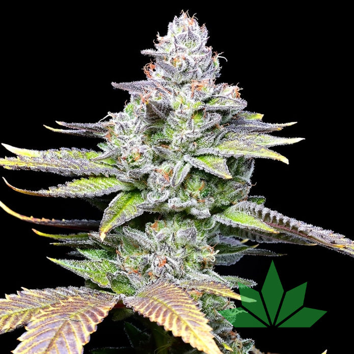 Wet Wet – Cookies Seeds | FEM. 3
