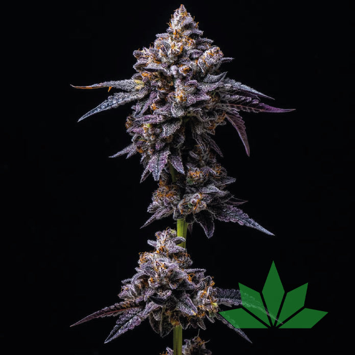 White Runtz – Feminisierte Cannabis Samen 3 Seeds (Gelato x Original Z)