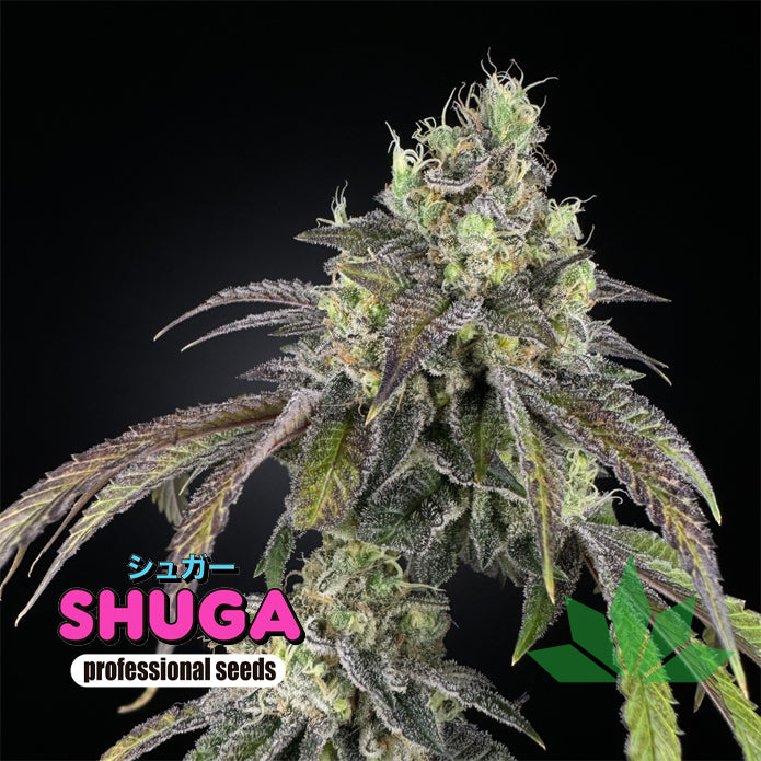 LEMON CHERRY ZEELOSA – Collab con Dying Breed – Shuga Seeds 5 Stk. Fem