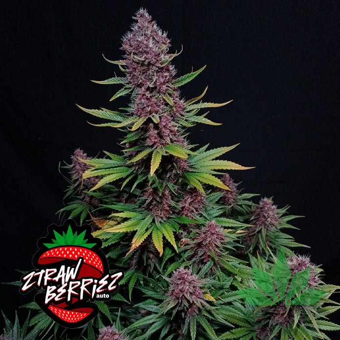 Fast Buds Z Auto - Automatic Fem 3St.