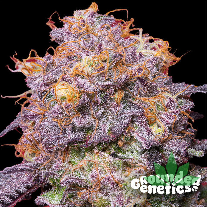 GROUNDED GENETICS - ZERBERRY 7Stk. Fem. – Ansicht 2