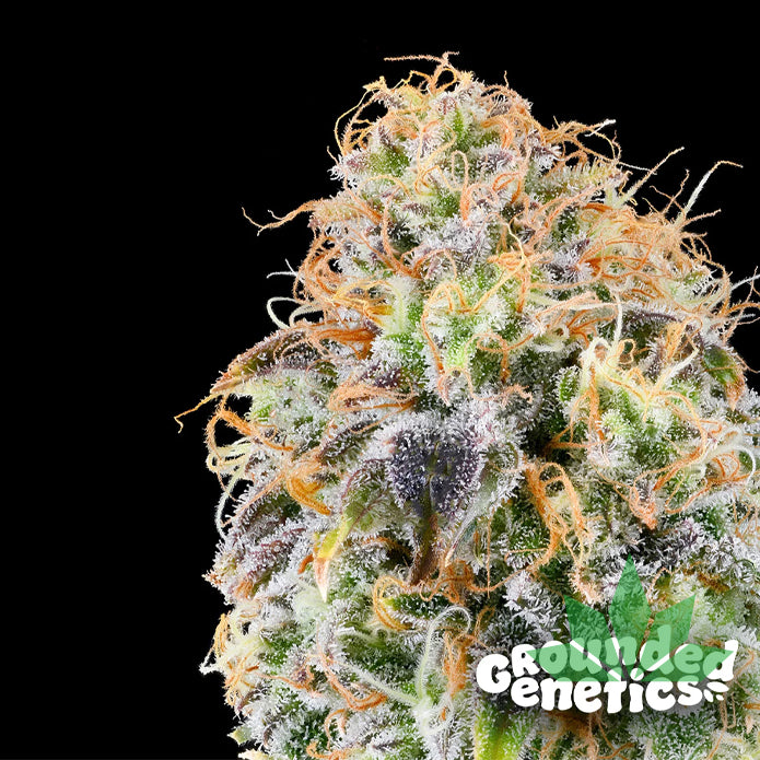 GROUNDED GENETICS -  Zkunk  7Stk. Fem.