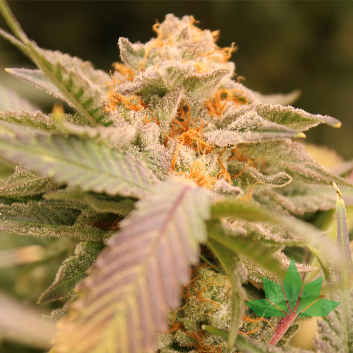 Terphogz - Z'LECTROLYTES - Feminized - 10 Seeds