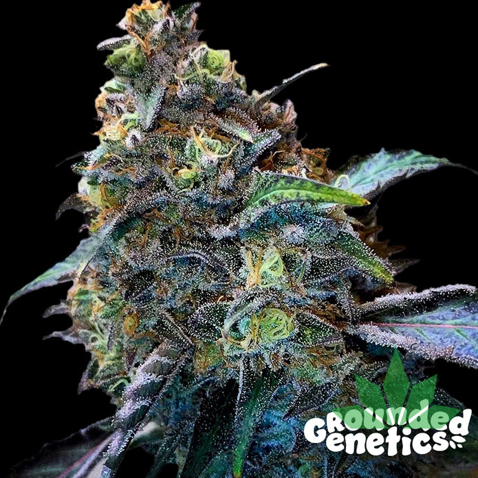 GROUNDED GENETICS - ZILK ROAD 7Stk. Fem. – Ansicht 2