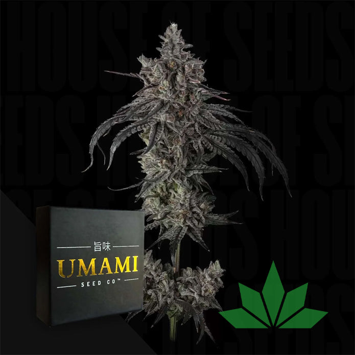 Zoda BX1 (6 Samen | Feminisiert) - Umami Seeds