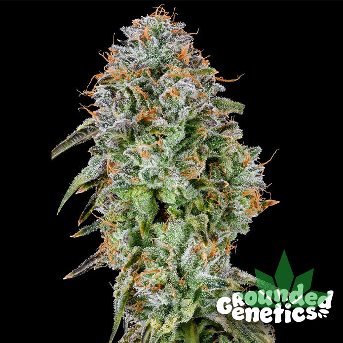 GROUNDED GENETICS - Zunami 7Stk. Fem. – Ansicht 2