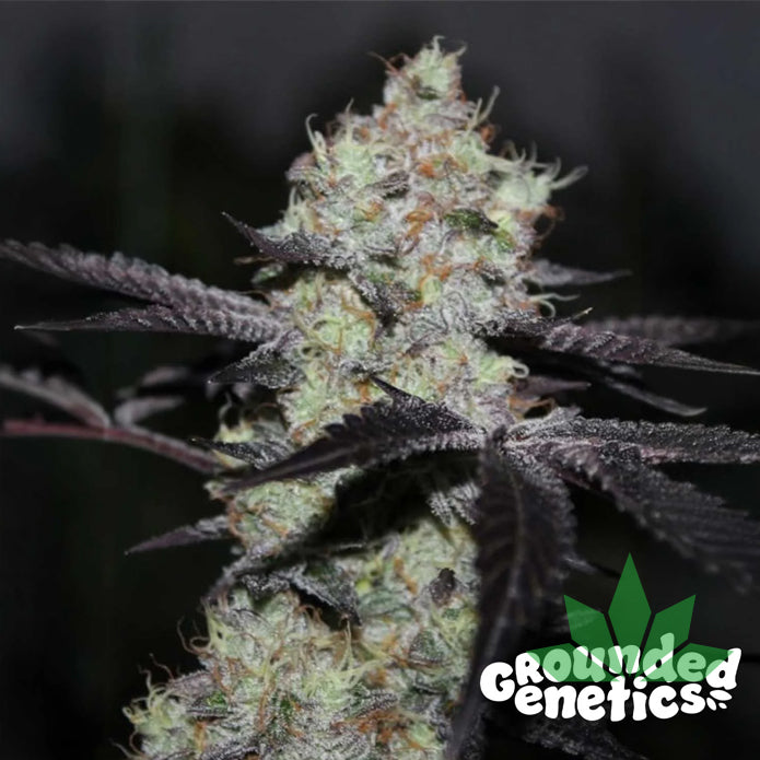 GROUNDED GENETICS -  ZWISHER  7Stk. Fem.