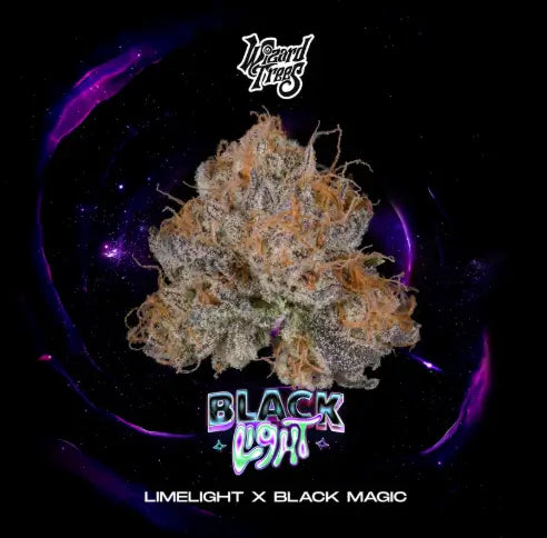 Black Light Feminisiert (Wizard Trees)