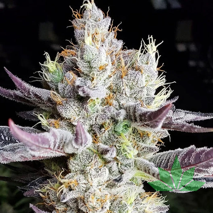 Ethos BooBerry Cookies RBX Fem 5St.