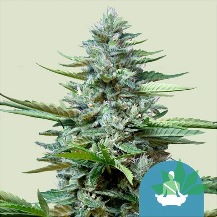 Royal Queen Seeds - Stress Killer Automatic CBD Fem. 3St