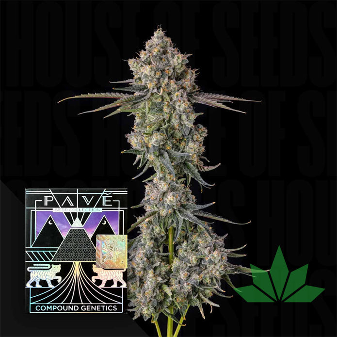 Compound Genetics - Zhampagne - Feminized 3 Stk