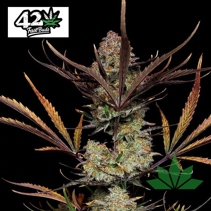 Fast Buds Apple Strudel - Automatic Fem 3St.