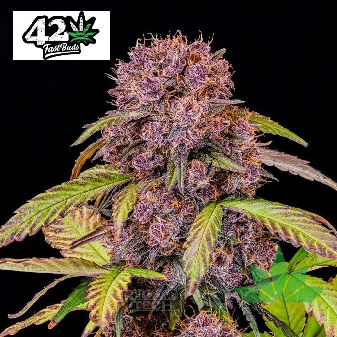Fast Buds Lemon Cherry Cookies - Automatic Fem 3St.