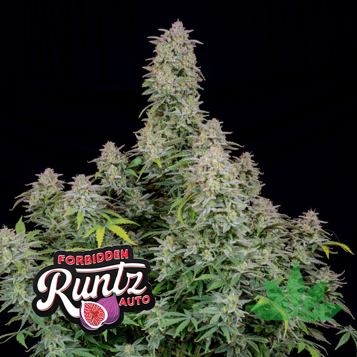 Forbidden Runtz Auto - Automatic Fem 3St.