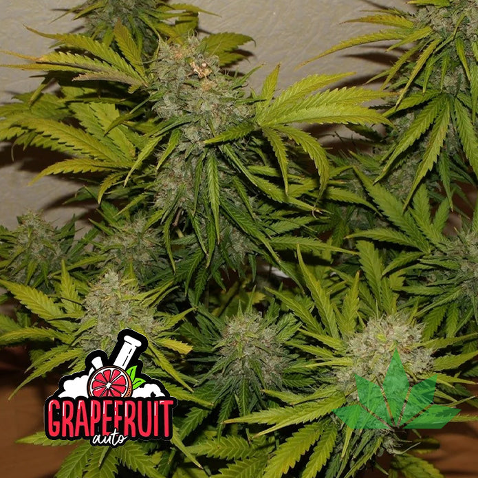 Grapefruit - Automatic Fem 3St.